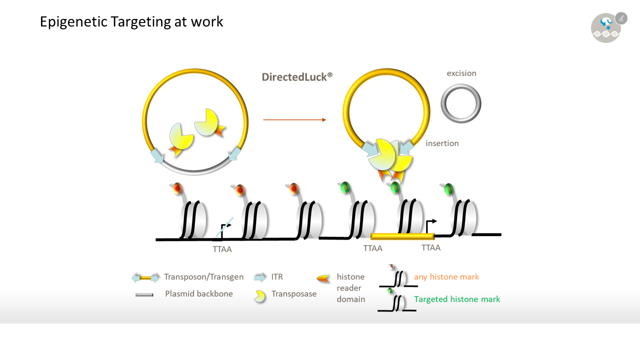 231031_figures DirectedLuck fact sheet_epigenetic targeting at work
